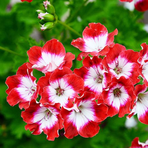 重瓣垂吊天竺葵花花苗夏日玫瑰大花天四季易养花卉