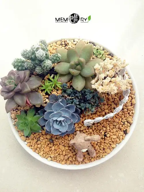 多肉拼盘小熊的下午时光