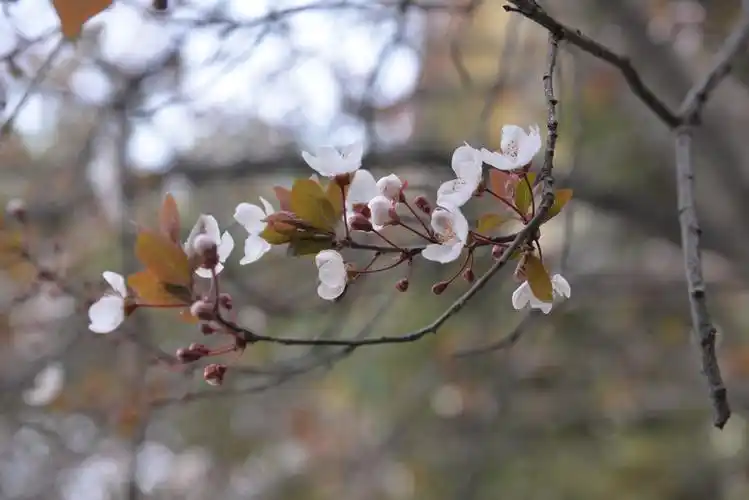 阳光明媚,花开满园,万物葱郁,春意盎然.