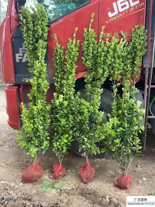 还有很多花友喜欢把它栽种在自家的院子里当做绿篱墙,因为北海道黄杨