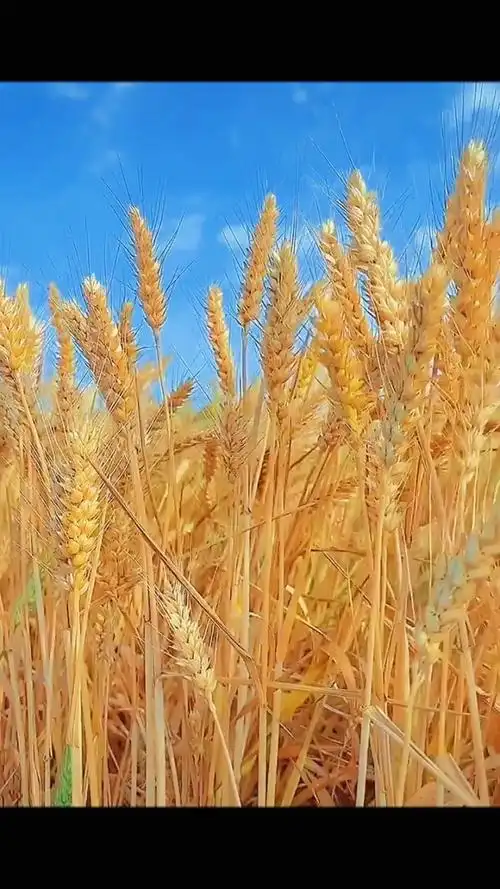 远处 蔚蓝天空下 涌动着一片 金色的麦浪