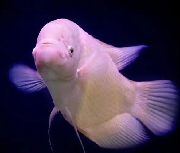 红眼招财鱼怎么养,红眼招财鱼的习性?几年长大