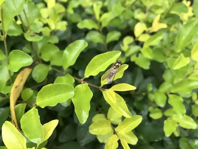 歇一歇的小飞蛾