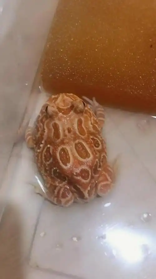 可爱的小草莓角蛙,胖乎乎的像个小肉球