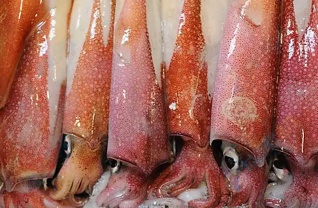 红色冰鲜鱿鱼高清图片下载