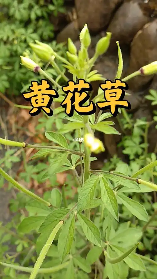 黄花草味苦性凉功能有平肝凉血祛风