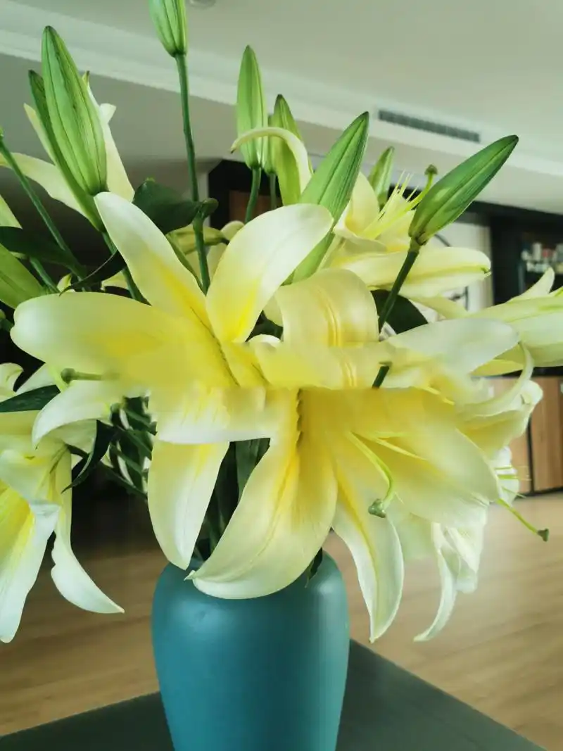 a级多头黄金甲百合 a级多头黄金甲,开花直径远超30cm,杆子粗,花苞又大