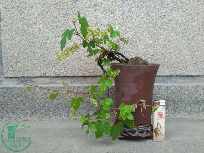 微型山葡萄盆景开花了