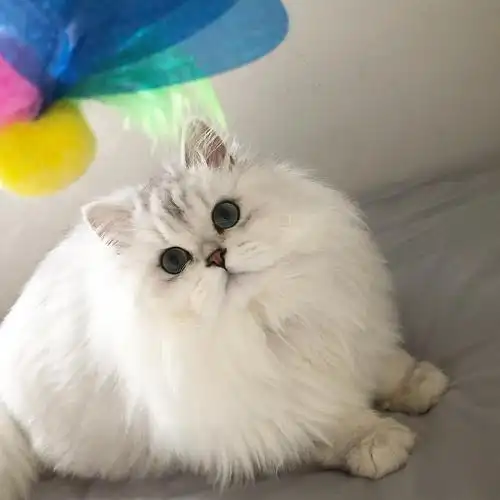 救助前后200块领养的长毛银渐层