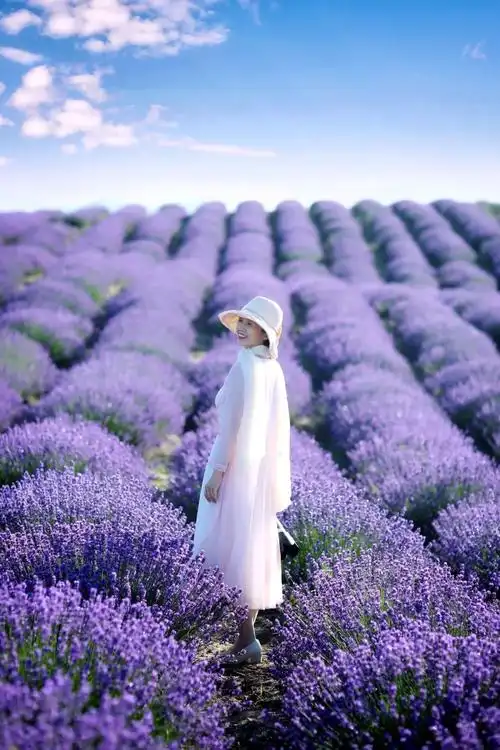 薰衣草花田是浪漫的,不管是长裙短裙,效果都会很好.