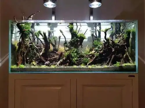 草缸开缸教程:漂亮的120cm缸造景,水草缸玩的就是平衡!