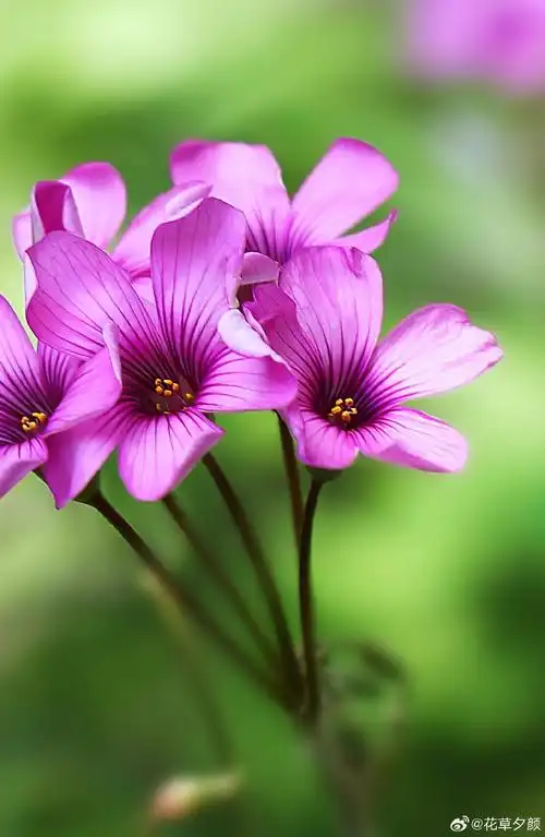 红花酢酱草,春天的小野花.  #随手拍##植物#植物超话
