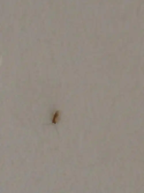 家里的墙壁上出现了很多这样的虫子是什么的啊?