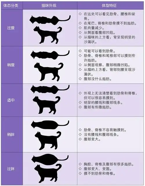 【讨论】大家的英短公公体重一般维持在多少