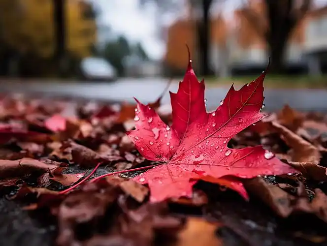 立秋一片掉落在地面上的红色枫叶特写风景温暖唯美壁纸