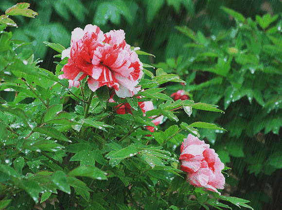 580_433gif 动态图 动图