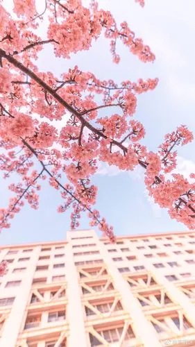 温柔的樱花树下 @日本旅拍摄影师kelvin李|樱花树|摄影师|日本_新浪新