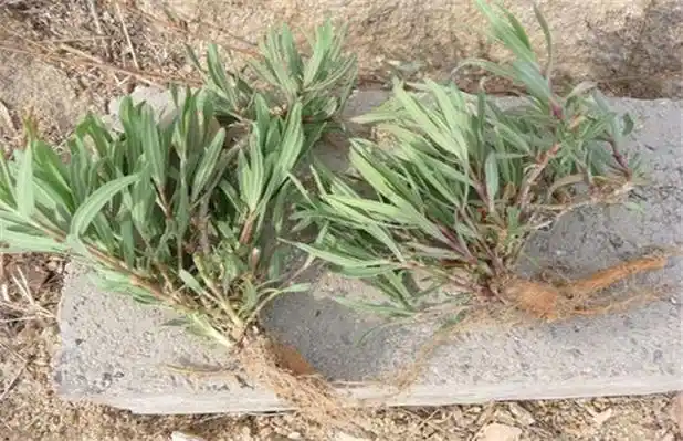 柴胡的功效与作用