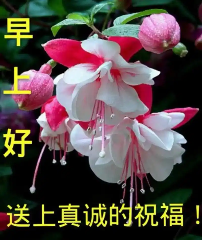 溪流上涨, 流水溅溅! 早上好!95 - 抖音