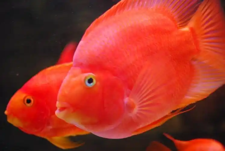 发财鱼,恭贺新春!