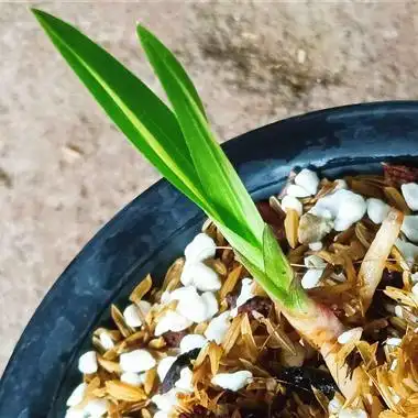 绿兰大帽中透 - 中国兰花交易网