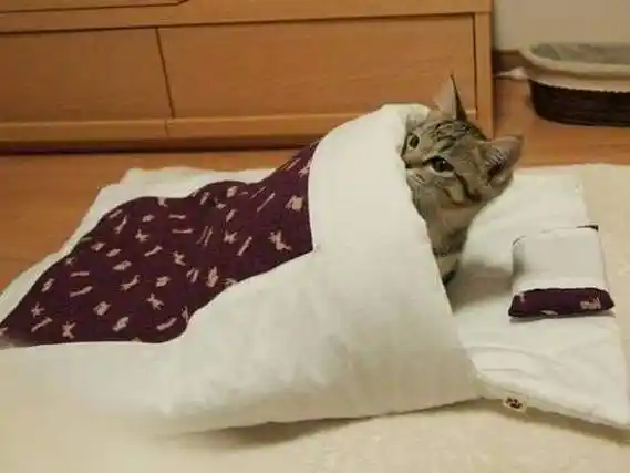 猫猫睡觉啦表情包制作搞笑图片表情