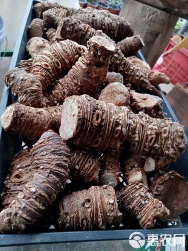 箭根薯:老虎须根茎不带根须,芽头,泥土,水洗货入药专用