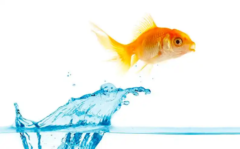 金色_小_鱼_跳跃_室外_水_高清图片_全景视觉