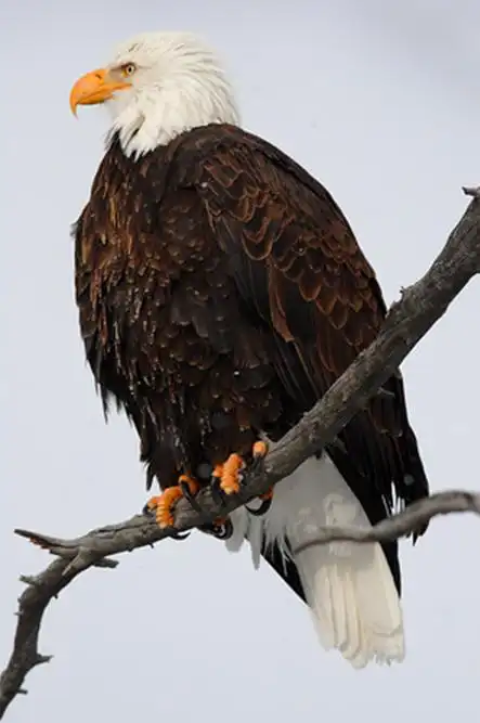雄壮美丽的白头海雕