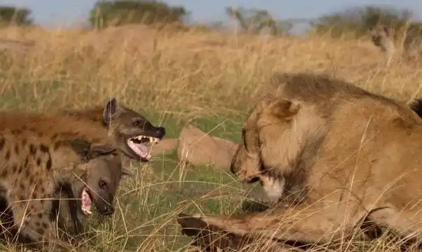 十只鬣狗遇上东北虎会怎么样?百兽之王会发出撕声裂肺的虎啸