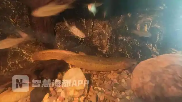 福州北峰惊现泥鳅界的"巨无霸",体长达到27厘米!