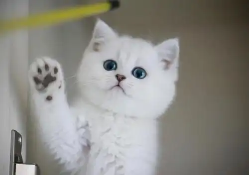 英短银渐层 繁育级宝贝 寻找铲屎官