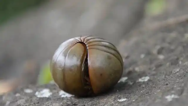 巨型西瓜虫像生化怪兽,把小朋友吓得够呛,这还是童年的回忆吗?