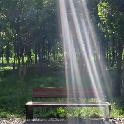 一束阳光照下来图片素材枝叶间的一束阳光唯美图片