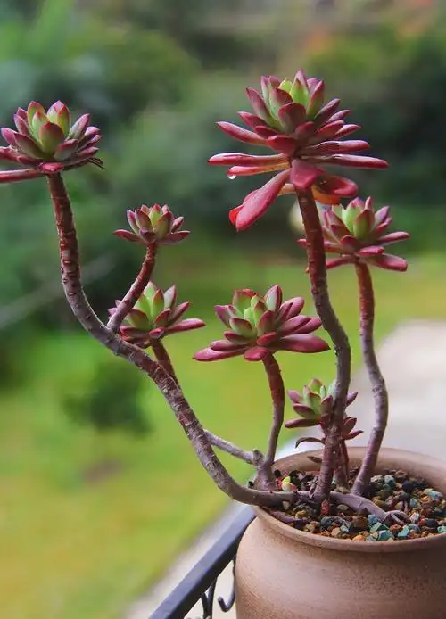 红稚莲,单头到老桩,两个365天而已