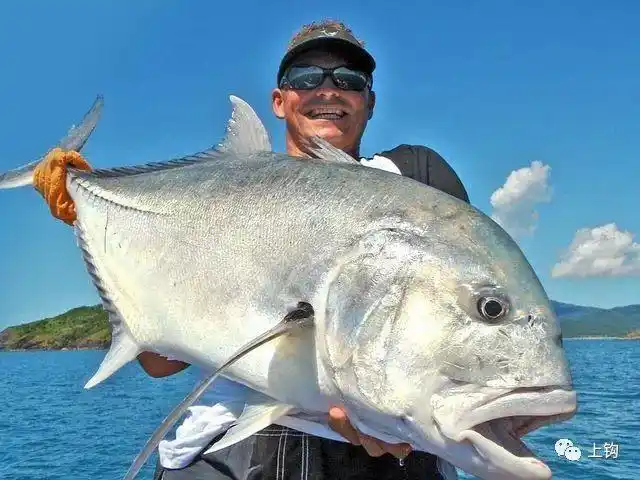 海钓·钓获|钓上一条360公斤的马林鱼,大的能把壮汉一口吞下