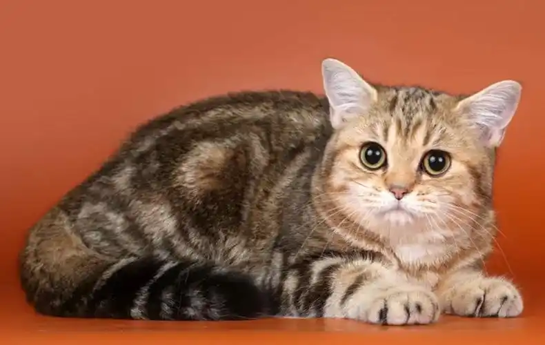 英短黑金渐层大家有了解吗? - 知乎