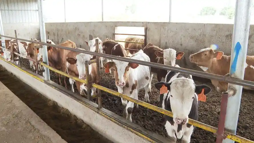 进一步提高我区肉牛品质,市场认知度和养殖效益,培育品种质量优,养殖