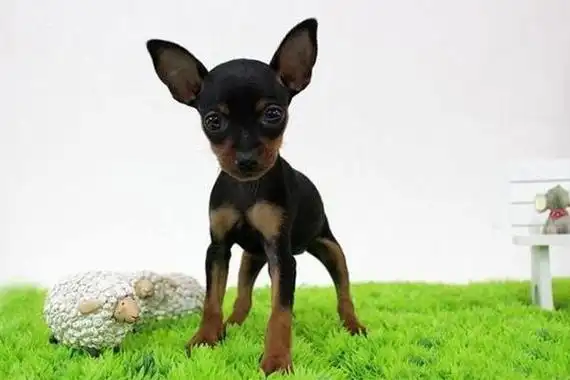 世界10大小型宠物犬吉娃娃独占鳌头3