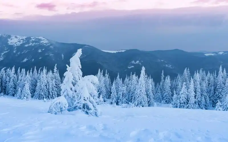 树木,森林,厚厚的雪,黄昏,冬天 壁纸