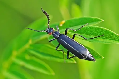 u:信息报送经营策划科2018年7月信息奇妙的昆虫触角gxi锯齿状