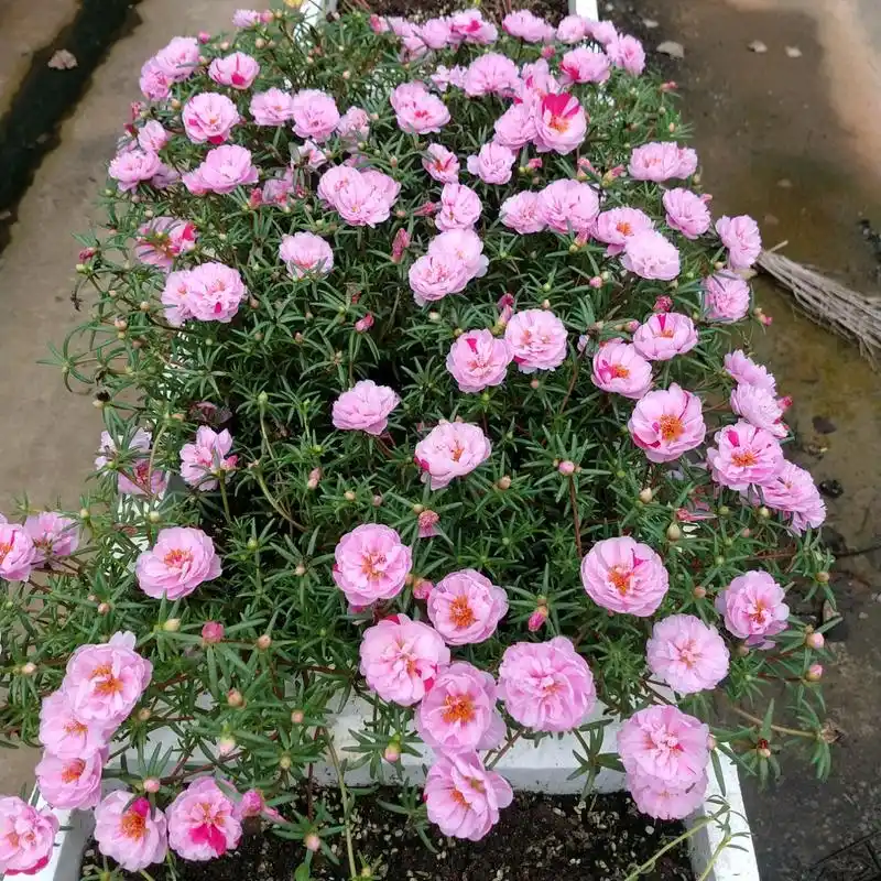 重瓣太阳花,号称"迷你牡丹",花型美艳,花期超长,是盆栽佳品