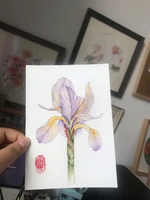 水彩鸢尾花附线稿过程