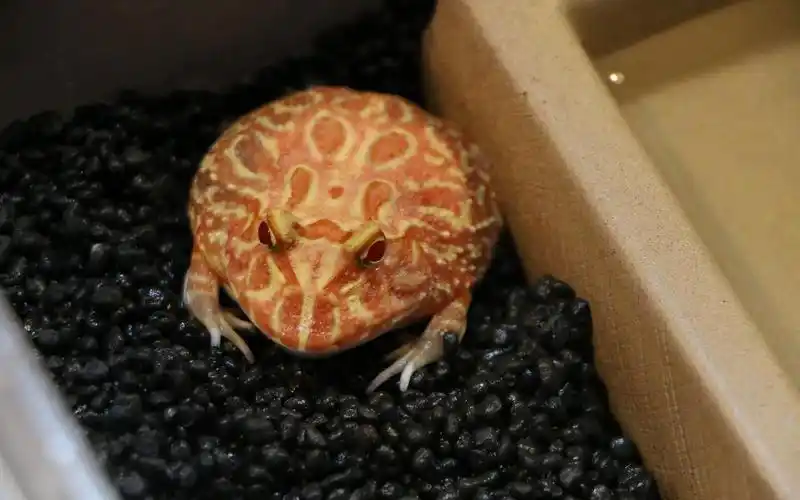 宠物蛙吃播南瓜角蛙在线吃虫啊呜啊呜一口一根