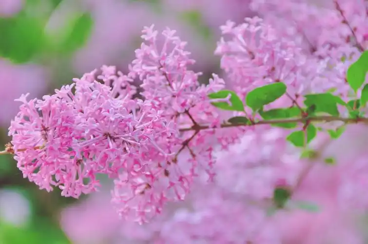 最是人间惆怅客最是浪漫紫丁香花原创摄影