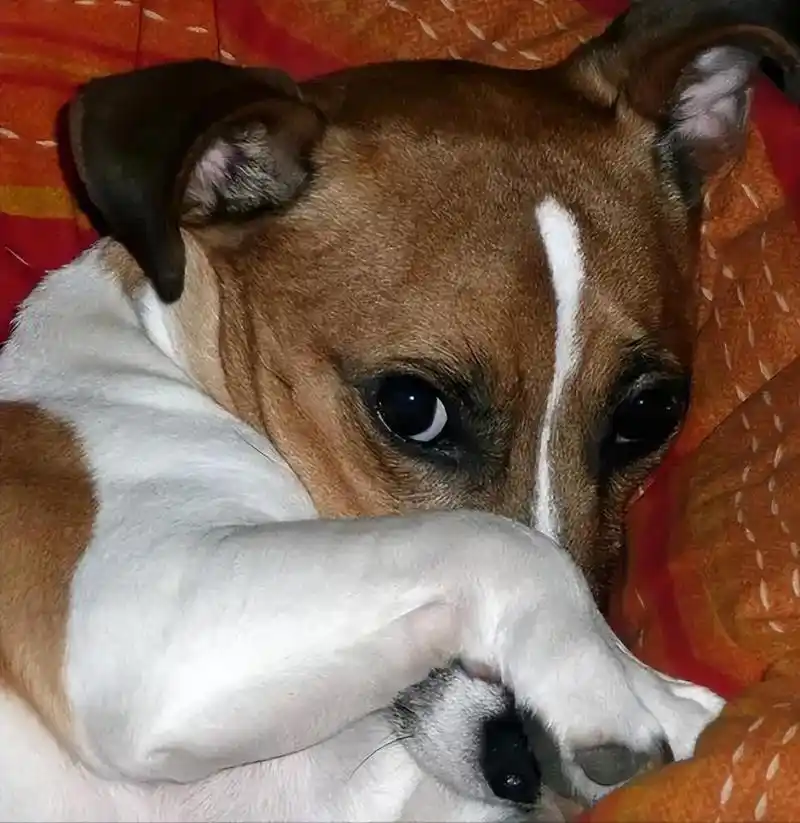 狗狗害怕的表现有哪些(狗狗有这几种表现,说明它在害怕)-问答屋