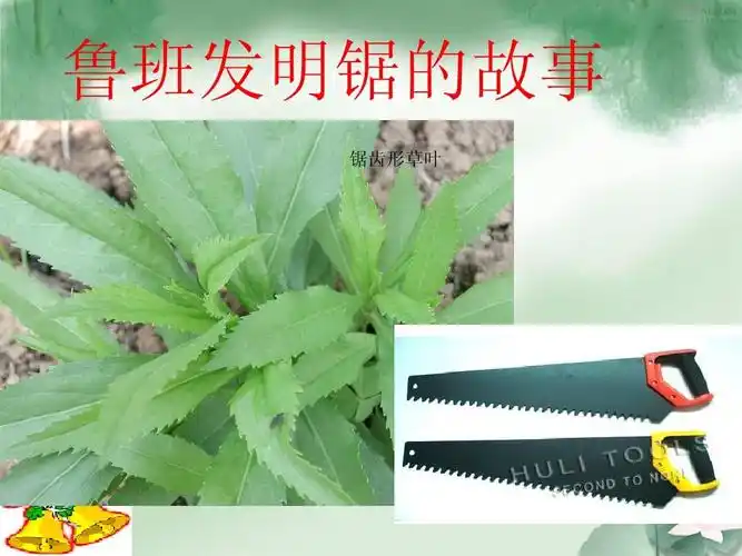 鲁班发明锯的故事 锯齿形草叶
