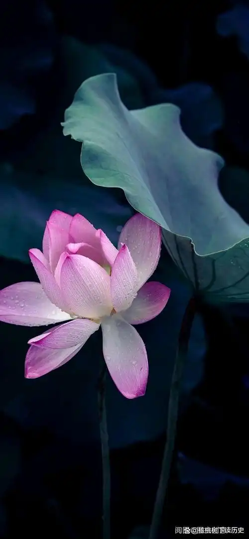 六首荷花诗词,风韵雅致:接天莲叶无穷碧,映日荷花别样红