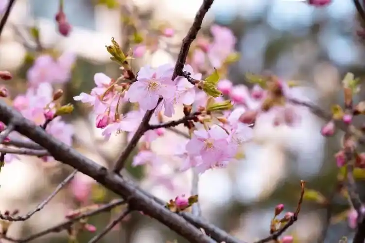 预告南林樱花消息树开花啦