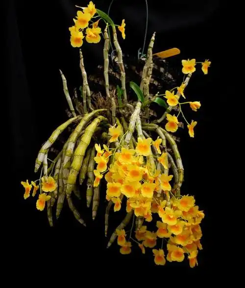 lbbs_pic-【兰花】-短棒石斛01